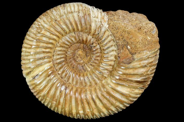 Polished Jurassic Ammonite (Perisphinctes) - Madagascar #104949